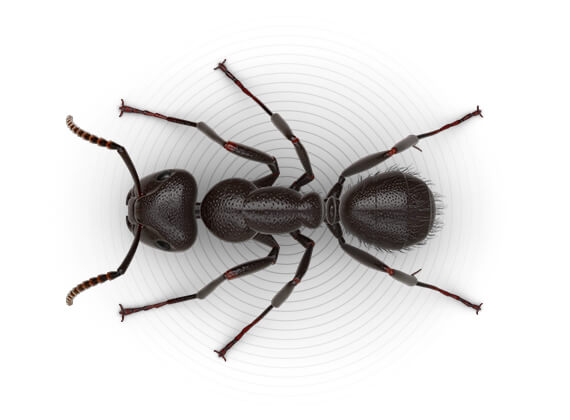 Ilustración superior de una hormiga carpintera.
