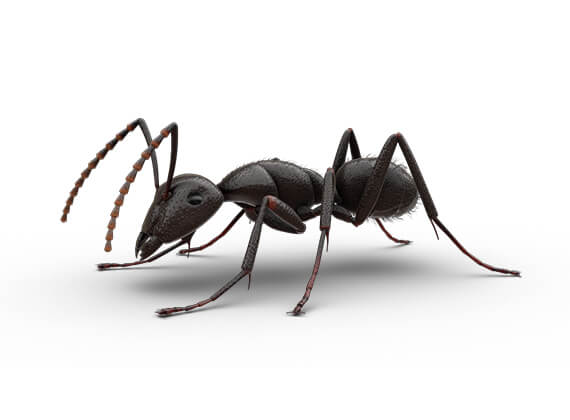 Ilustración lateral de una hormiga carpintera.