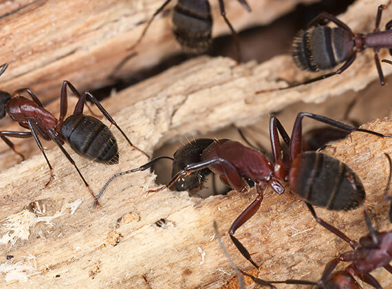 Tres hormigas carpinteras caminando por un pedazo de madera.