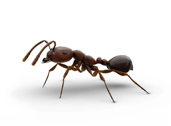 Ilustración lateral de una hormiga roja.