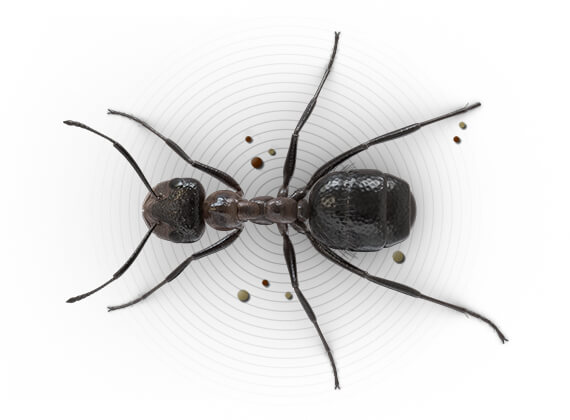 Ilustración superior de una hormiga constructora de montículos.