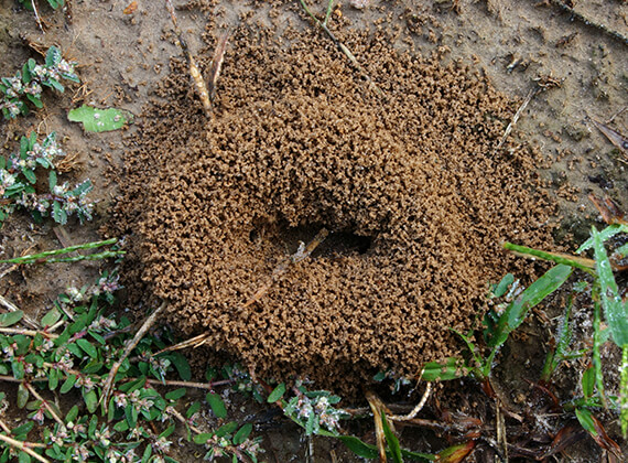 Imagen superior de una hormiga constructora de montículos.