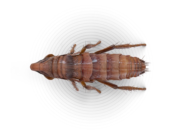 Ilustración superior de una pulga.