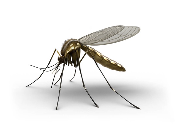 Ilustración lateral de un mosquito.