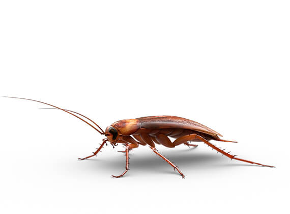 Ilustración lateral de una cucaracha grande.