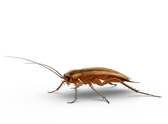 Ilustración lateral de una cucaracha pequeña.