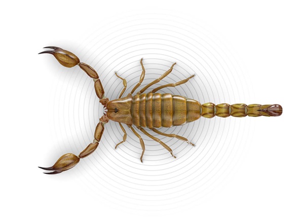Ilustración superior de un escorpión.