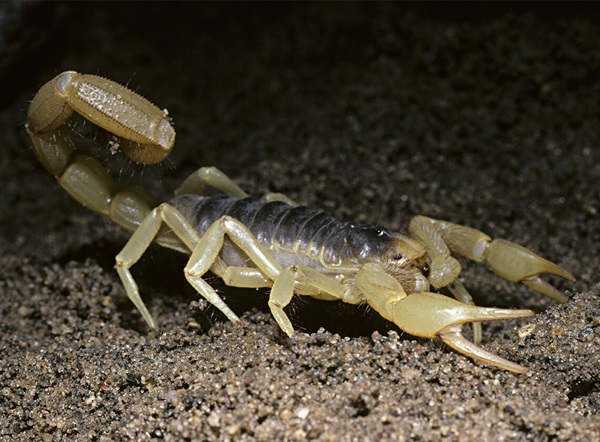 Primer plano de un escorpión caminando durante la noche.