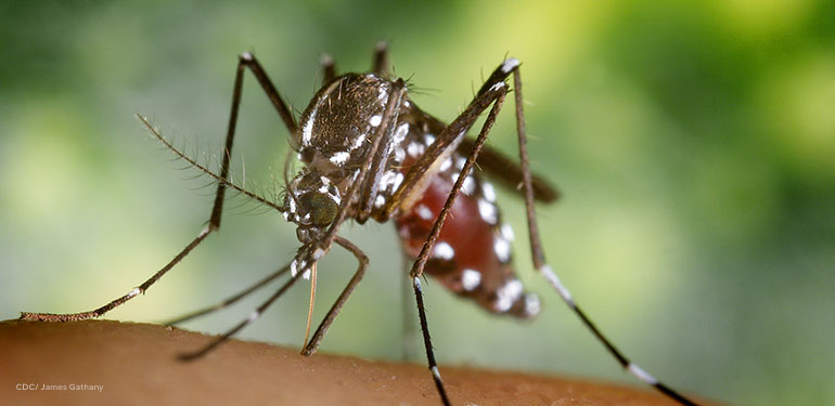 Un primer plano de un mosquito Aedes albopictus en el proceso de alimentarse de sangre de un huésped humano. Se puede ver el abdomen enrojecido debido al contenido de sangre ingerida.