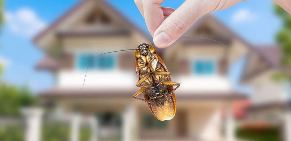 La mano de una mujer sostiene una cucaracha afuera, con una casa de fondo.
