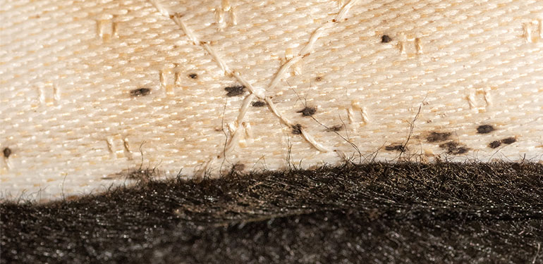 Un primer plano de puntos oscuros, que son materia fecal seca de las chinches de cama, dentro de la costura de un colchón.
