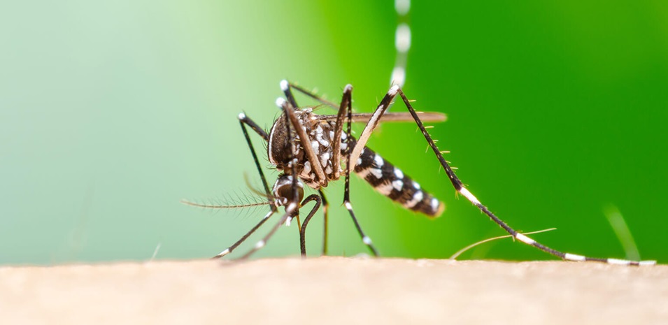 Un primer plano de un mosquito Aedes aegypti succionando sangre sobre piel humana.