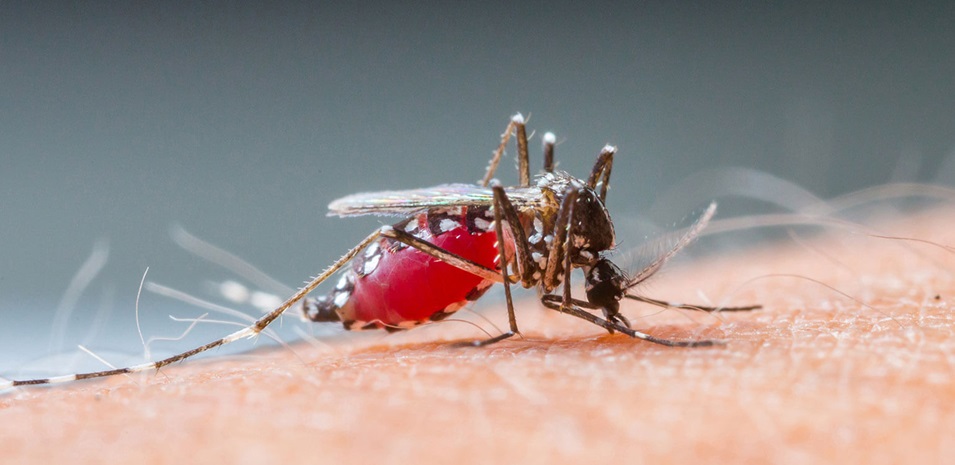Primer plano de un mosquito succionando sangre humana.