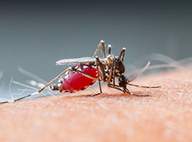 Primer plano de un mosquito succionando sangre humana.