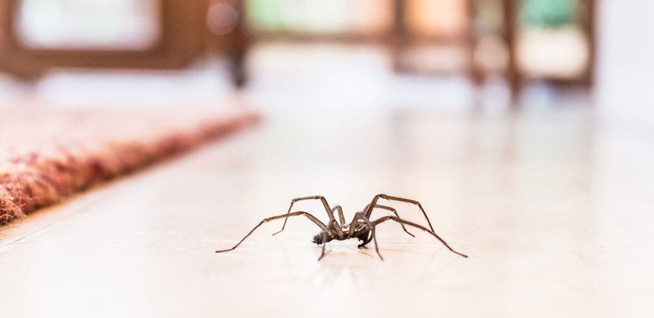 Una araña doméstica común en el piso de una casa.