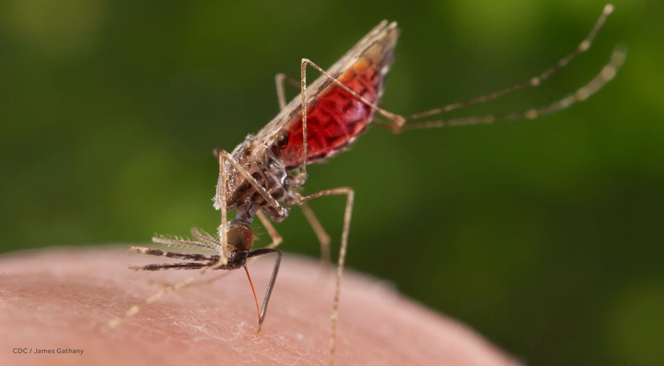 Un mosquito Anopheles merus hembra succionando sangre de un ser humano.
