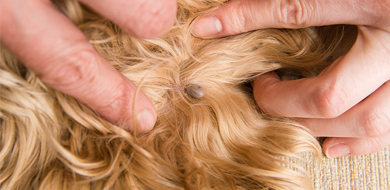 Primer plano del dueño de un perro abriendo el pelo del animal para mostrar una pulga incrustada.
