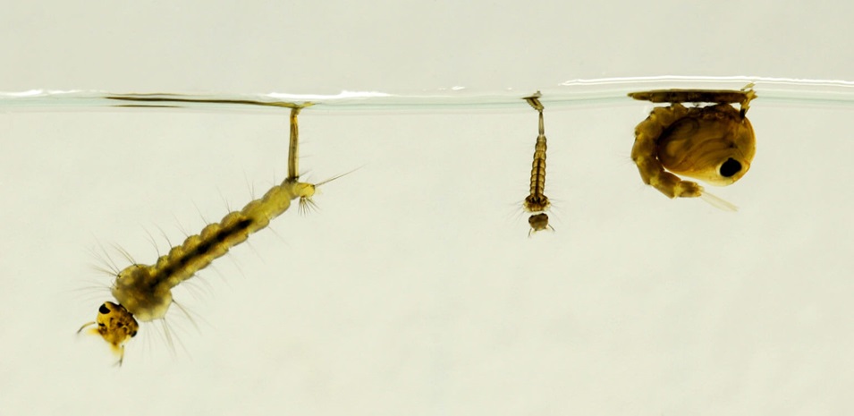 Primer plano de larva y pupa de mosquito.