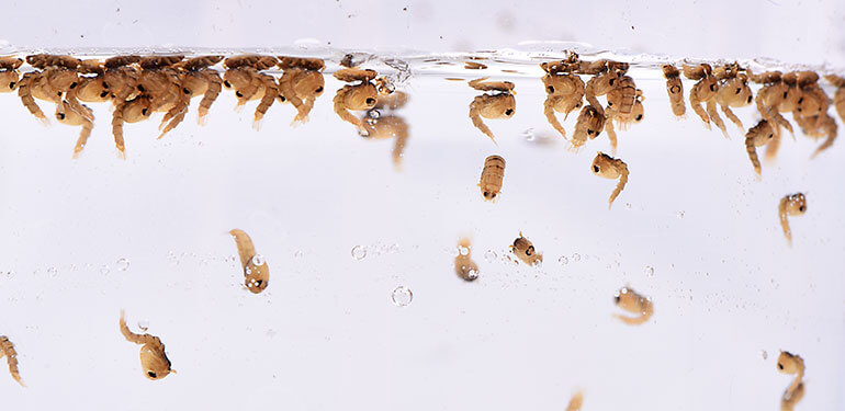 Un primer plano de larvas de mosquito transformándose en pupas.