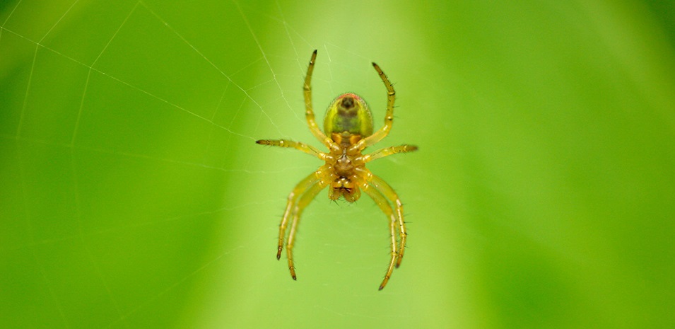 Una araña en su tela, al aire libre.