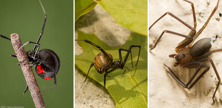 Una vista paralela de una araña viuda negra hembra, una araña viuda parda y una araña reclusa parda, una junto a la otra.