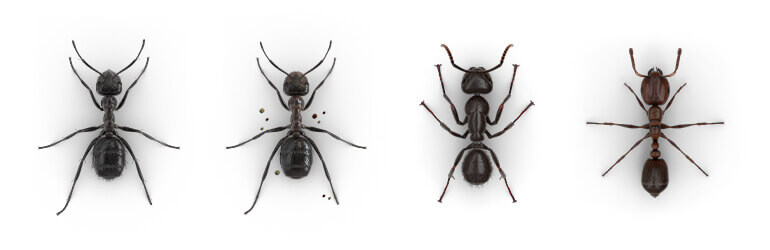 Imágenes comparativas de una Hormiga molesta, una Hormiga constructora de montículos, una Hormiga carpintera y una Hormiga roja.