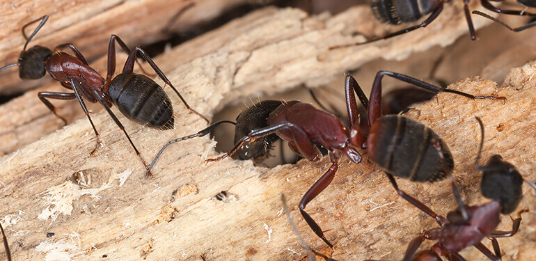 Hormigas carpinteras trepando sobre un pedazo de madera con muchos huecos.