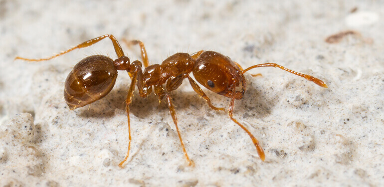 Una hormiga roja caminando.