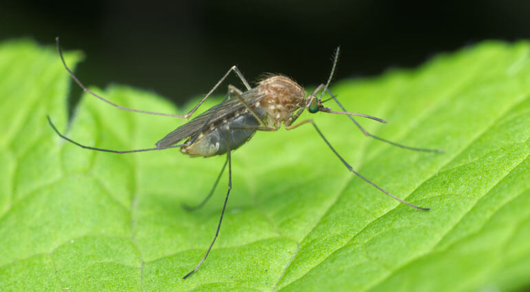 Un primer plano de un mosquito Culex pipiens que espera una presa sobre una hoja.