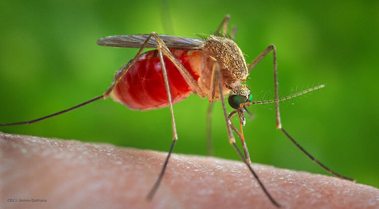 Un primer plano de un mosquito que pica la mano de una persona.