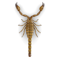 Ilustración de un escorpión