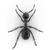 Ilustración de una hormiga molesta