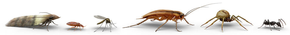 Vista lateral de varias ilustraciones de insectos: polilla, chinche de cama, mosquito, cucaracha, araña y hormiga.